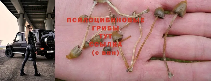 где можно купить   Зима  Галлюциногенные грибы Psilocybine cubensis 